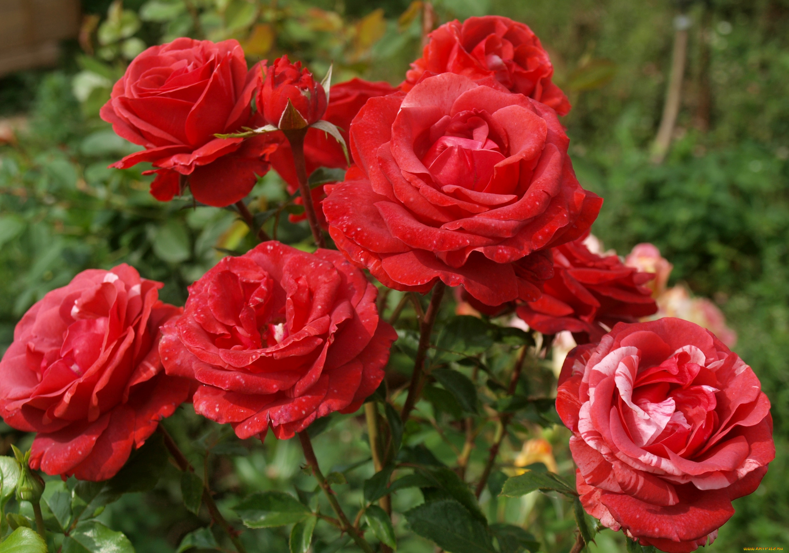 Красивые розы на заставку: подборка картинок